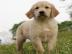 Golden Retriever puppies