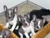 Blaue Franz�sische Bulldoggen Welpen