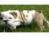 Reinrassige s��e Englische Bulldogge Wel