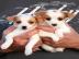 Jack Russell  Welpen abzugeben