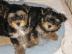 zwei gesunde Yorkshire Terrier