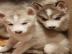 Siberian Husky Welpen