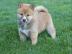 Shiba Inu welpen suchen neues Zuhause