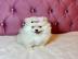 Zwei wundersch�ne Zwergspitz (Pomeranian