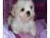 Shi-tzu Mix welpen