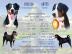 Welpen Appenzeller Sennenhund