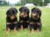 Rottweiler Welpen suchen ein neues zuhau