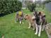 Akita Inu Welpen suchen neues Zuhause