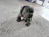 Entz?ckende franz?sische Bulldoggenwelpe