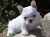 Franz�sische Bulldoggen Welpen   preis: