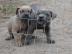 Cane Corso Welpen mit Ahnentafel
