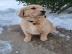 Bellissimi cuccioli di Golden Retriever