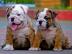 S��e Englische Bulldoggen Welpen