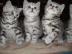 BKH Kitten, Britisch Kurzhaar Babys
