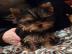 Yorkshire Terrier Welpe