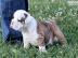 Hervorragende Englische Bulldogge Welpen
