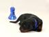 Gordon Setter mit Papiere sch�ne Welpen