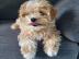Sehr s??e charmante Maltipoo-Welpen