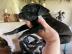 Deutsche Dogge Welpen