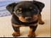 m?nnliche und weibliche Rottweiler Welpe