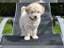 Golden Retriever Welpen