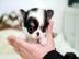 Chihuahua welpen suchen noch ! ! !