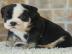 Sweet puppies for re-homing