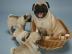 s��e Mini Mops welpen mit Papieren