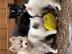 Sch�ne und super anziehbare Pomsky Wel