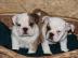 Englische Bulldogge. 