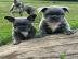 Franz�sische Bulldogg Welpen whatsapp nu