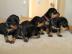 Reinrassiger Zwergpinscher Rehpinscher