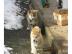Reinrassige japanische Akita Inu Welpen