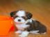 Sch�n kleinen Baby Shih Tzu Welpe
