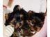 Yorkshire Terrier Welpen ( kleinbleibend
