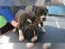 American staffordshire Terrier welpen wh