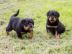 S?sse Qualit?t Rottweiler-Welpen WhatsAp