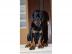 Dobermann Welpen