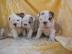 ENGLISCHE BULLDOGGE-WELPEN F�R VERKAUF