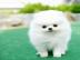 {}POMERANIAN ZWERGSPITZ  WELPEN ZUM VERS