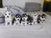 Siberian Husky Welpen
