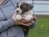 Amstaff Welpen suchen ein liebevolles . . 