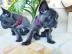 Reinrassiger Franz?sischer Bulldoggen We