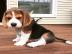 Wunderschone reinrassige Beagle welpen