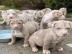 Pitbull-Welpen zu vermitteln, WhatsApp-N