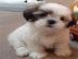 charmante Shih Tzu Welpen zur Annahme