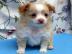 Chihuahua Welpen zur Verf�gung!