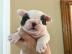 Exklusive Franz�sische Bulldoggen Welpen