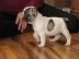 FRANZ�SISCHE BULLDOGGEN WELPEN GECHIPT,