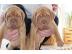 Kraftvolle Bordeaux Doggen Welpen  !